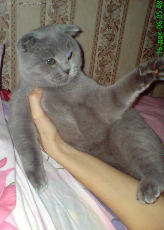 ����� Ѹ��
