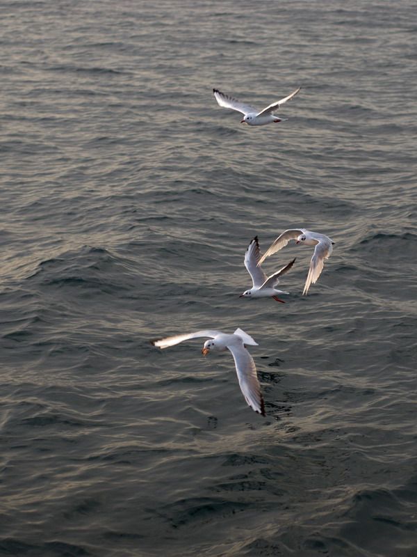 �������  ����� ����
